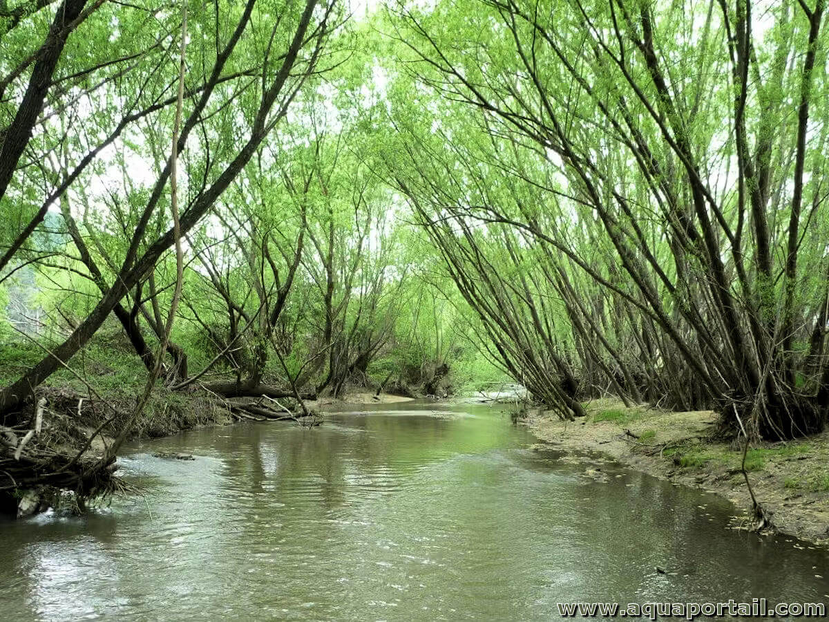 Le Saule des chèvres — Département de Biologie