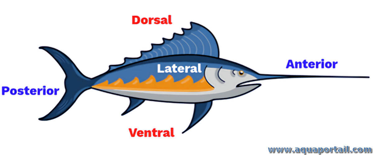 Partie ventrale : définition et explications