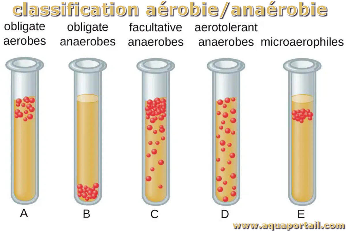 A robie D finition Et Explications