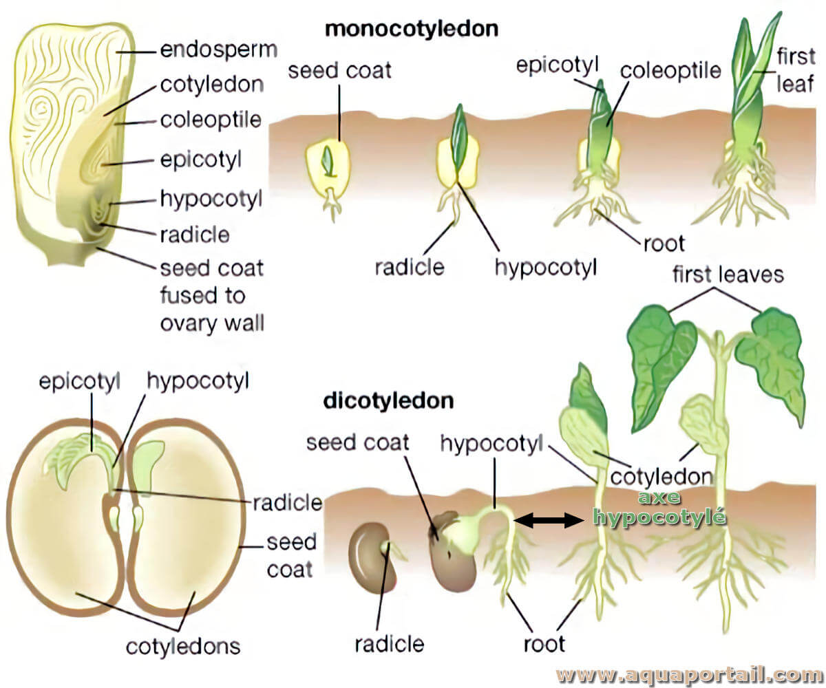 Dicotylédone : définition et explications