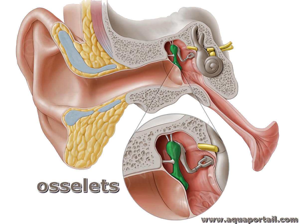 Osselets