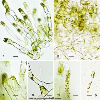 htrotriche