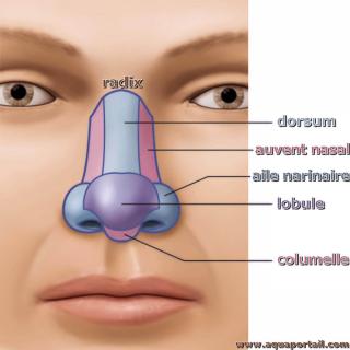 Anatomie externe du nez