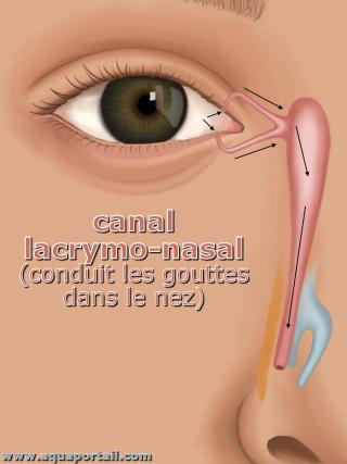 canal nasal