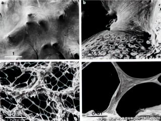 Conules de Spongia officinal