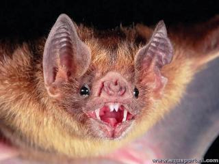 Crocs d'une chauve-souris vampire