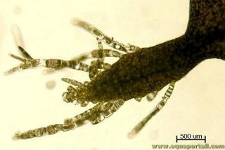 Photo de trichothallique et ses synonymes. Croissance trichothallique de l'algue Demarestia ligulata