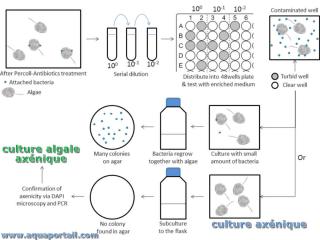 Culture (algale) axnique