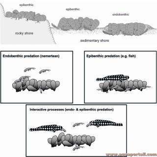 endobenthique