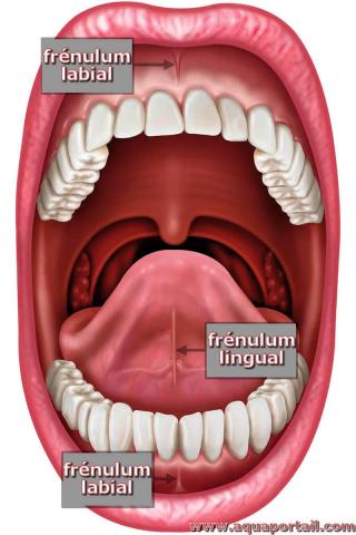 frnulum
