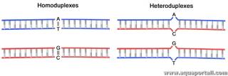 homoduplex