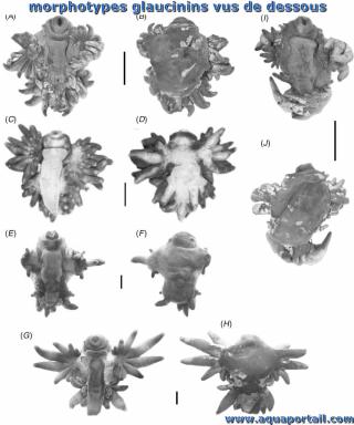 Types prservs de glaucinins