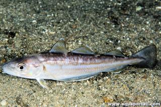 Merlangius merlangus