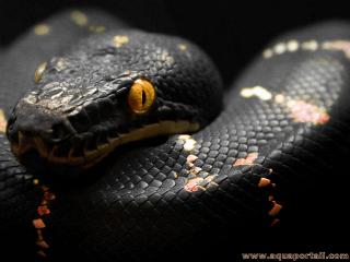 ophidien