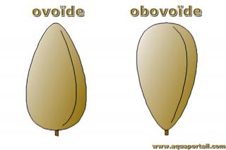 Formes ovode et obovode