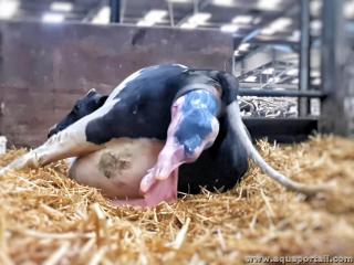 parturition