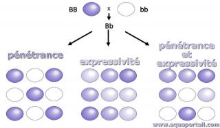 Pntrance et expressivit