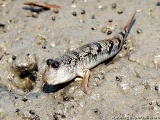 Priophthalme vasicole (Periophthalmus argentilineatus)