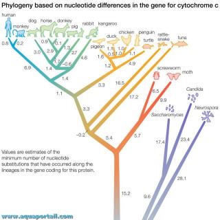 phylogense