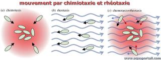 rhotaxie