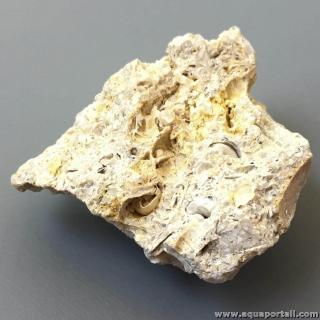 Roche calcaire fossilifre