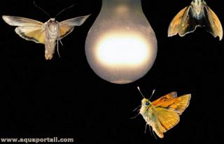 Taxie avec une rponse  la luminosit (hliotaxie)