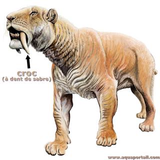 Tigre  dents de sabre (crocs) Smilodon fatalis