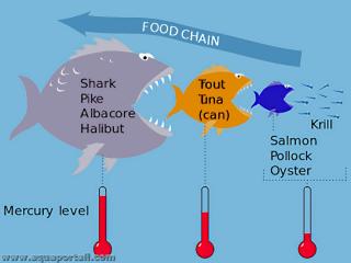 Toxicit aquatique mesure par la chane alimentaire