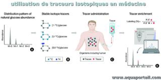 Utilisation de traceurs isotopiques en mdecine