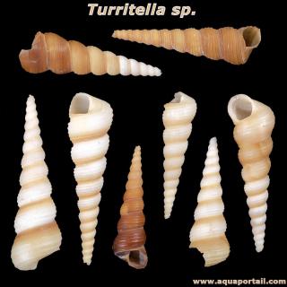 Plusieurs turritelles (Turritella sp.)