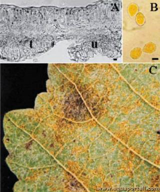Tlie et urdie de la rouille (Vitis spp.) sur une feuille de vigne