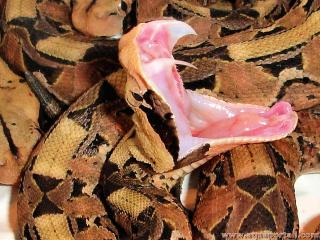 Vipre solnoglyphe (Bitis gabonica)