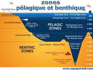 Dtails des de la zone plagique et de la zone benthique