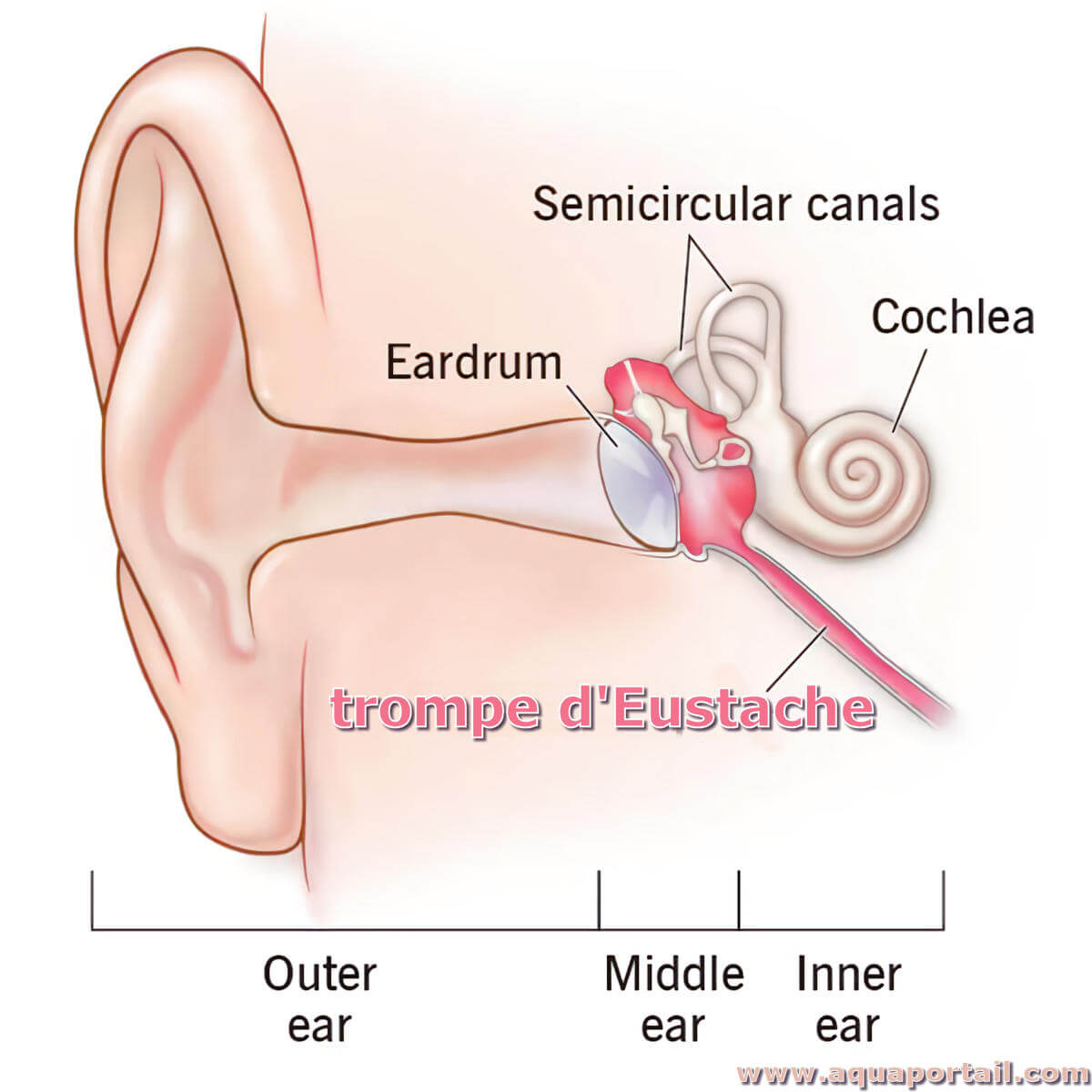 Trompe d'Eustache : anatomie, pathologies, traitements