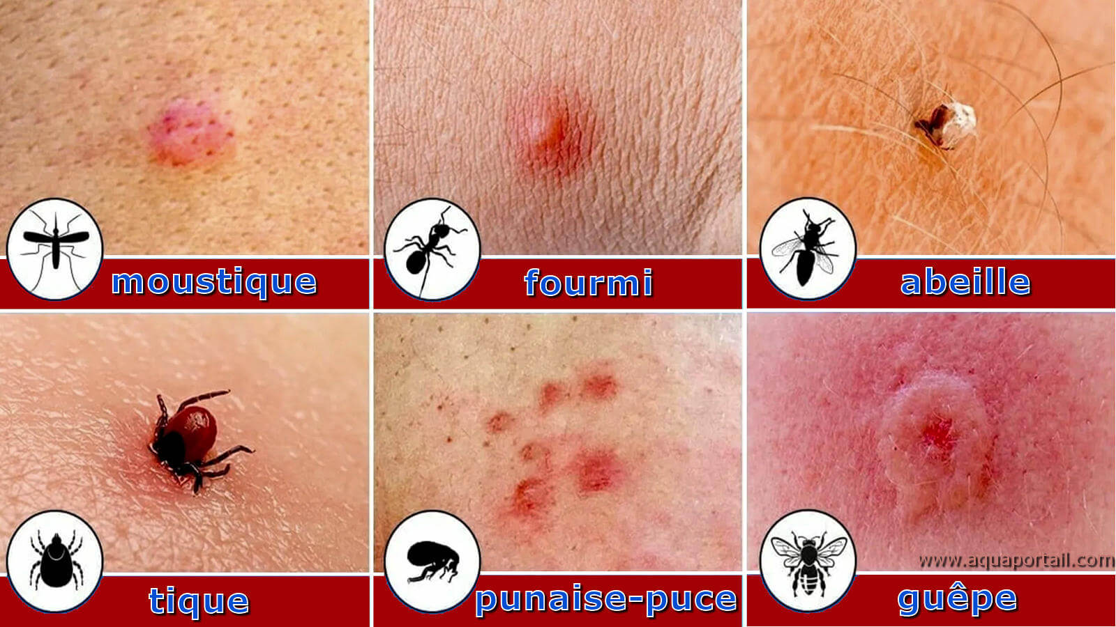 Piq re D insecte D finition Et Explications