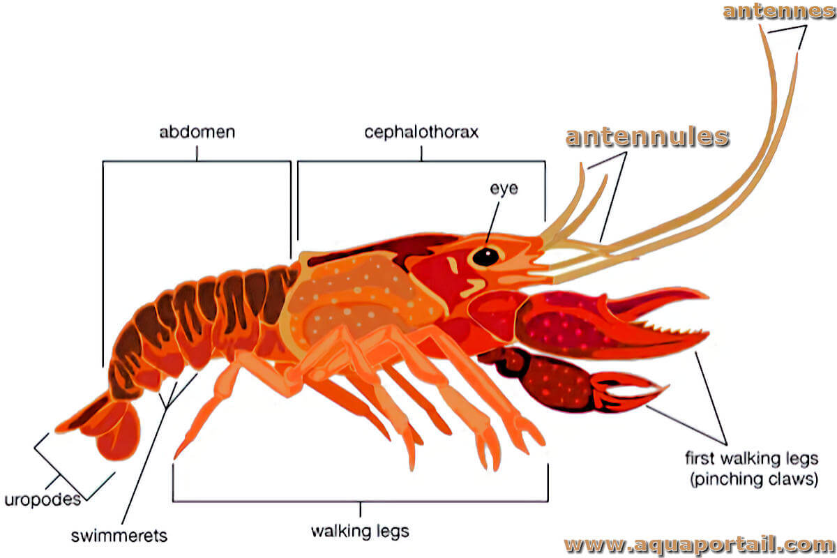 Nourrir des crevettes : définition et explications