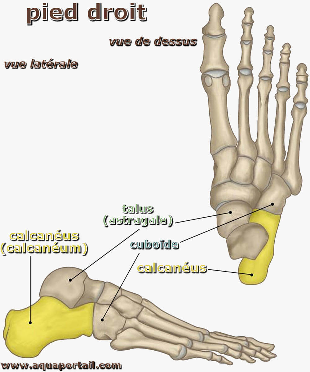 Calcaneum Calcaneum