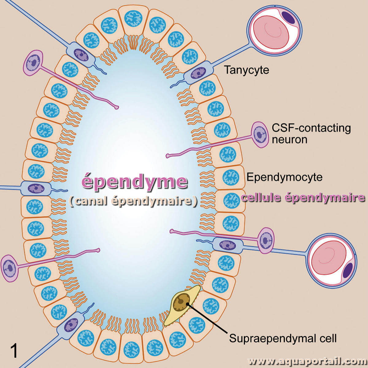  pendyme D finition Et Explications