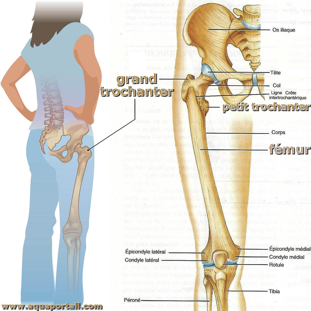 Hanche D finition Et Explications Hanche D finition Et Explications