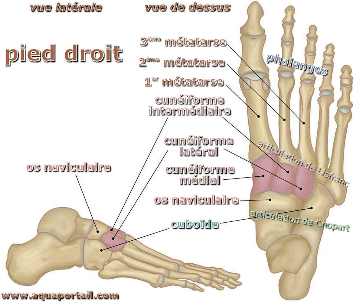Cunéiforme : définition illustrée et explications
