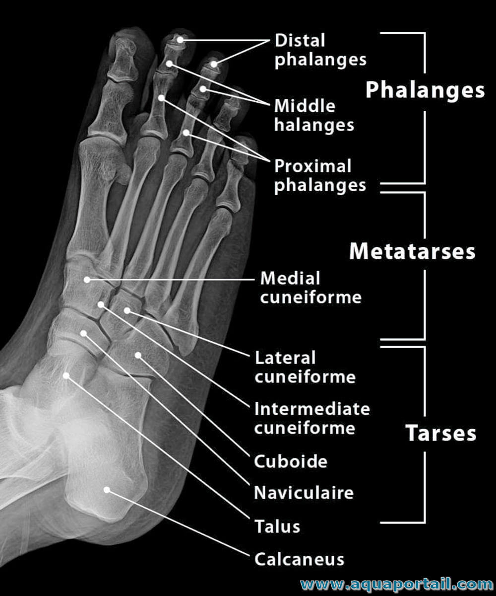 Anatomie Des Os Du Pied Radiographie Centre D imagerie