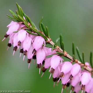 Bruyre ricode (espce Erica carnea)