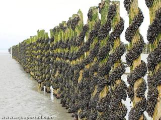 Catinage de moules