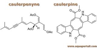 Structures de la caulerpnyne et de la caulerpine