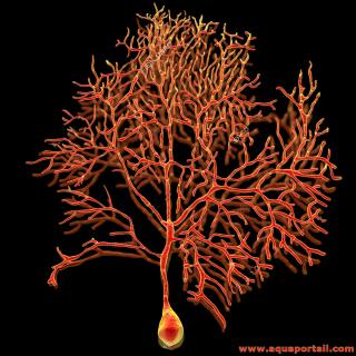 Cellule crbrale individuelle de Purkinje