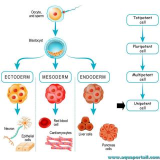 Cellule unipotente