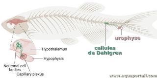 Cellules de Dahlgren d'un poisson  ct de l'urophyse