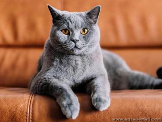 Chat de race chartreux