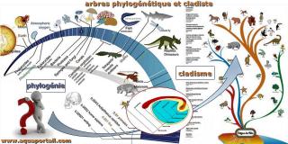 Cladisme (compar  la phylognie)
