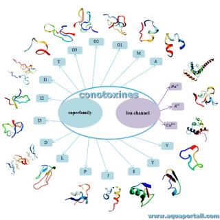 conotoxine